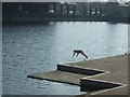 Taking a dip in the dock