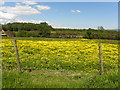 Field with buttercups, Kilmore