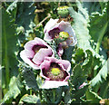 TM2072 : Opium poppies (Papaver somniferum) by Evelyn Simak