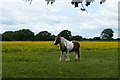SE6014 : Tethered pony in a field of buttercups by Graham Hogg