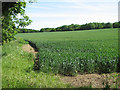 Wheat crop field west of Coldham Wood