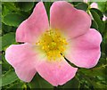 SU5194 : Dog Rose by the Thames Path by Steve Daniels