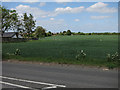 Fields on the edge of Melbourn