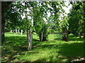 St Michael and All Angels, Stour Provost: churchyard (b)