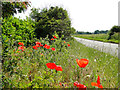 Poppies at the roadside