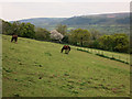 Horses below Ysgyryd Fach