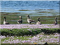 NM8523 : Greylag geese by Loch Feochan by sylvia duckworth