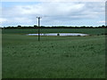 Crop field and pond