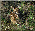 SU2207 : Fallow Deer fawn by Hugh Venables