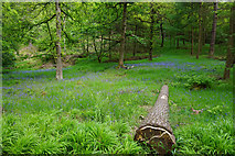 SD9730 : A felled trunk and bluebells near Hardcastle Crags by Bill Boaden