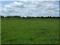 Grazing near Chilton Moor