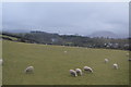 Sheep, Tal-y-Bont