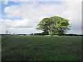 A  tree  topped  Tumulus  in  arable  crop