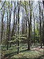 Wood south of Amwell Hill Pumping Station