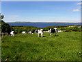 Cows near Tully Castle