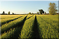 SK8770 : Barley field by Richard Croft