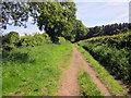 Footpath to Delamere Forest