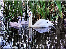 SD7606 : Swan with Cygnets, Manchester, Bolton and Bury Canal at Mount Sion by David Dixon