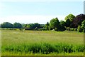 Meadow at Cauldhame