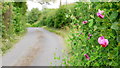 Everlasting Sweet Pea in a Kilcot lane