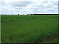 Crop field, Highgate Farm