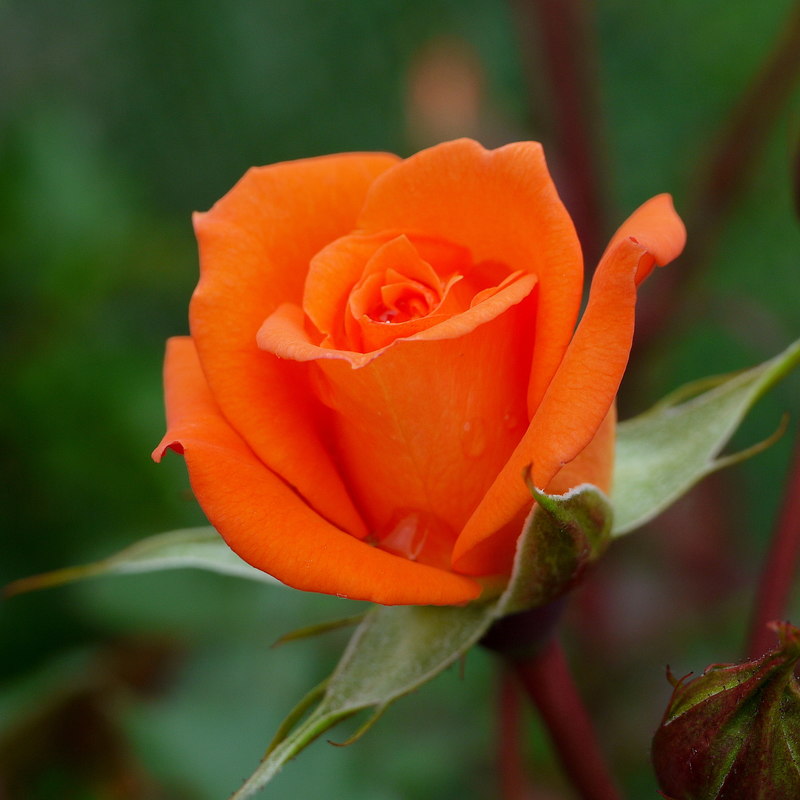 Rose 'Wildfire' © Jonathan Billinger :: Geograph Britain and Ireland