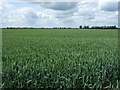 Crop field near Holton cum Beckering