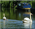 Family of swans on the Oxford Canal