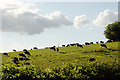 Cows Grazing in the Evening Light