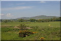 View to Craigowl Hill from south of Tealing