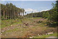 Cleared woodland beside the A90 at Petterden