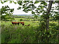 Cattle, Carnalea