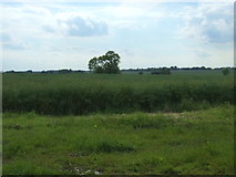 TF1381 : Oilseed rape crop south of West Torrington by JThomas