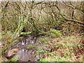SN0039 : Swampy woodland, Cwm Dewi by Derek Harper
