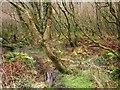 SN0139 : Swampy woodland, Cwm Dewi by Derek Harper