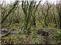 SN0139 : Swampy woodland, Cwm Dewi by Derek Harper