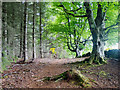 NH4856 : Footpath at the side of Blackmuir Wood by Julian Paren
