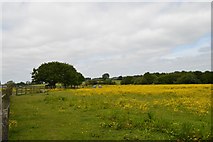 SJ8148 : Alsagers Bank: field north of High Lane by Jonathan Hutchins