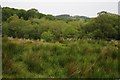 Rough pasture, Garthmyn