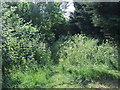 TL1868 : Overgrown footpath off Hardwick Lane by JThomas