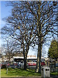 NT2272 : The Shoe Tree, Saughton Skatepark by kim traynor