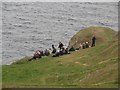NT9169 : Bird watchers at St Abbs Head by Graham Robson