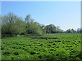 Hartham Grazing Meadow