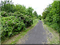 Wild roses beside the old railway line