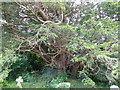 Ancient yew tree in Woolland churchyard