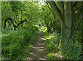 Wooded stretch of the Thames Path