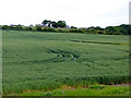 Field of wheat below Offerton village