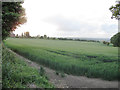 Crop field at Adwalton