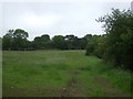 Grazing near Parkford Farm