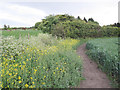 Footpath with weeds